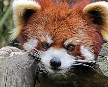 Image result for Red Panda Portrait