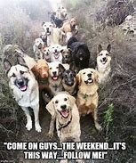 Image result for Dogs Ready for Weekend Meme
