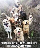 Image result for Three-Day Weekend Dog Meme