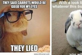 Image result for Cute Funny Bunny Memes