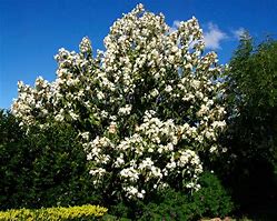 Image result for Magnolia grandiflora