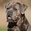Image result for Cane Corso Coat Colors