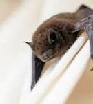Image result for Bat Crawling