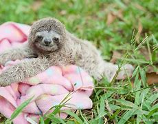 Image result for A Sloth Animal
