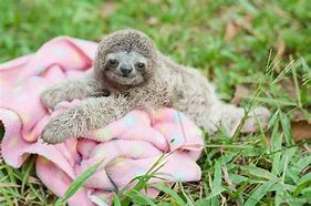 Image result for Real Life Sloths a Like