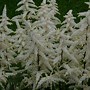 Image result for Astilbe Weisse Gloria