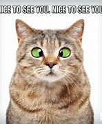 Image result for Kid-Friendly Cat Memes