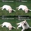 Image result for Happy Dog Stock Image Meme