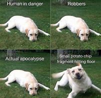 Image result for Facebook Dog Meme