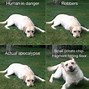 Image result for Facebook Dog Meme