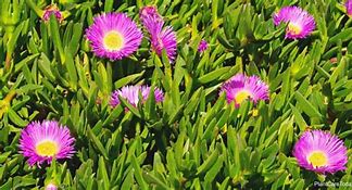 Image result for Ice Plant Ground Cover