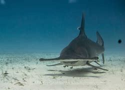 Image result for Hammerhead Shark Attacks