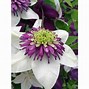 Image result for Flowering Clematis