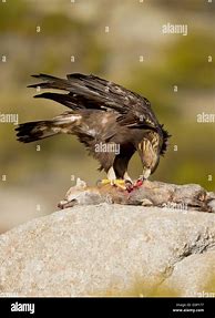Image result for Golden Eagle with Kill