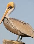 Image result for Pelican Migration Map