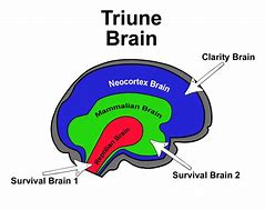 Image result for Brain Model