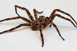 Image result for Ground Wolf Spider