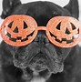 Image result for Funny Halloween Pictures