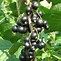 Image result for Ribes nigrum Andega