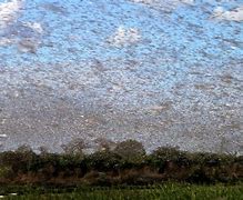 Image result for Grasshopper Swarm