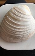 Image result for Northern Hard Shell Clam Quahog
