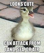 Image result for ducks memes