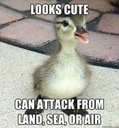 Image result for Fluffy Duck Meme