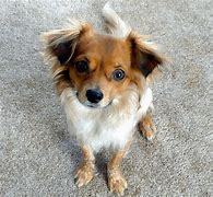 Image result for Papillon and Chihuahua Mix