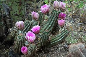 Image result for Arizona Desert Plants