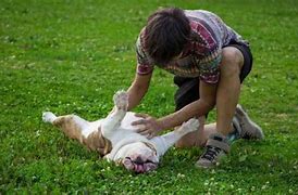 Image result for Canine CPR