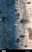 Image result for Aspen Bark Texture