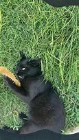 Image result for Cute Black Cat Funny