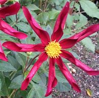 Image result for Dahlia Honka rood