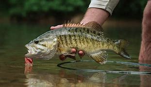 Image result for Fly Fishing Bass