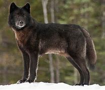 Image result for Awolf