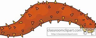 Image result for Sea Cucumber Clip Art