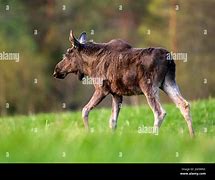Image result for alces�n