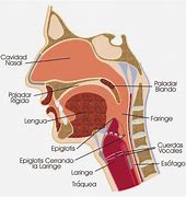Image result for laringe