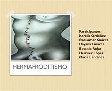 Image result for hermafrodita