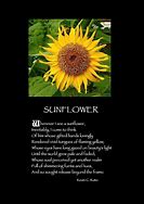 Image result for Sunflower Inspirational Quotes