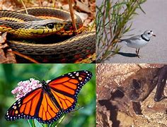 Image result for New Mexico Species of Concern by County