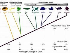 Image result for Model Organisms Evolution