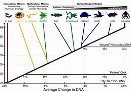 Image result for What Data Supports Evolution