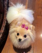 Image result for Cute Puppies with Bows