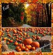 Image result for apple hill pumpkins patches