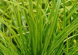 Image result for Carex dolichostachya Kaga Nishiki