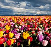 Image result for Colorful Flower Field