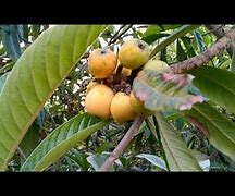 Image result for Back Garden Fruits Trees in Pakistan