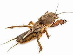 Image result for Mole Cricket Anime Girl
