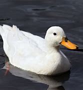 Image result for Duck